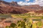 USA-Arizona-Grand Canyon National Park Landscape with cacti and Colorado River Art Print
